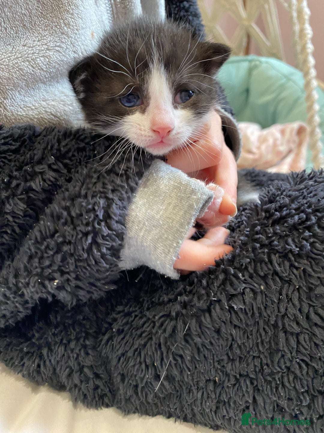 Mixed Breed cats for sale: Four mixed breed kittens for sale - Image 5
