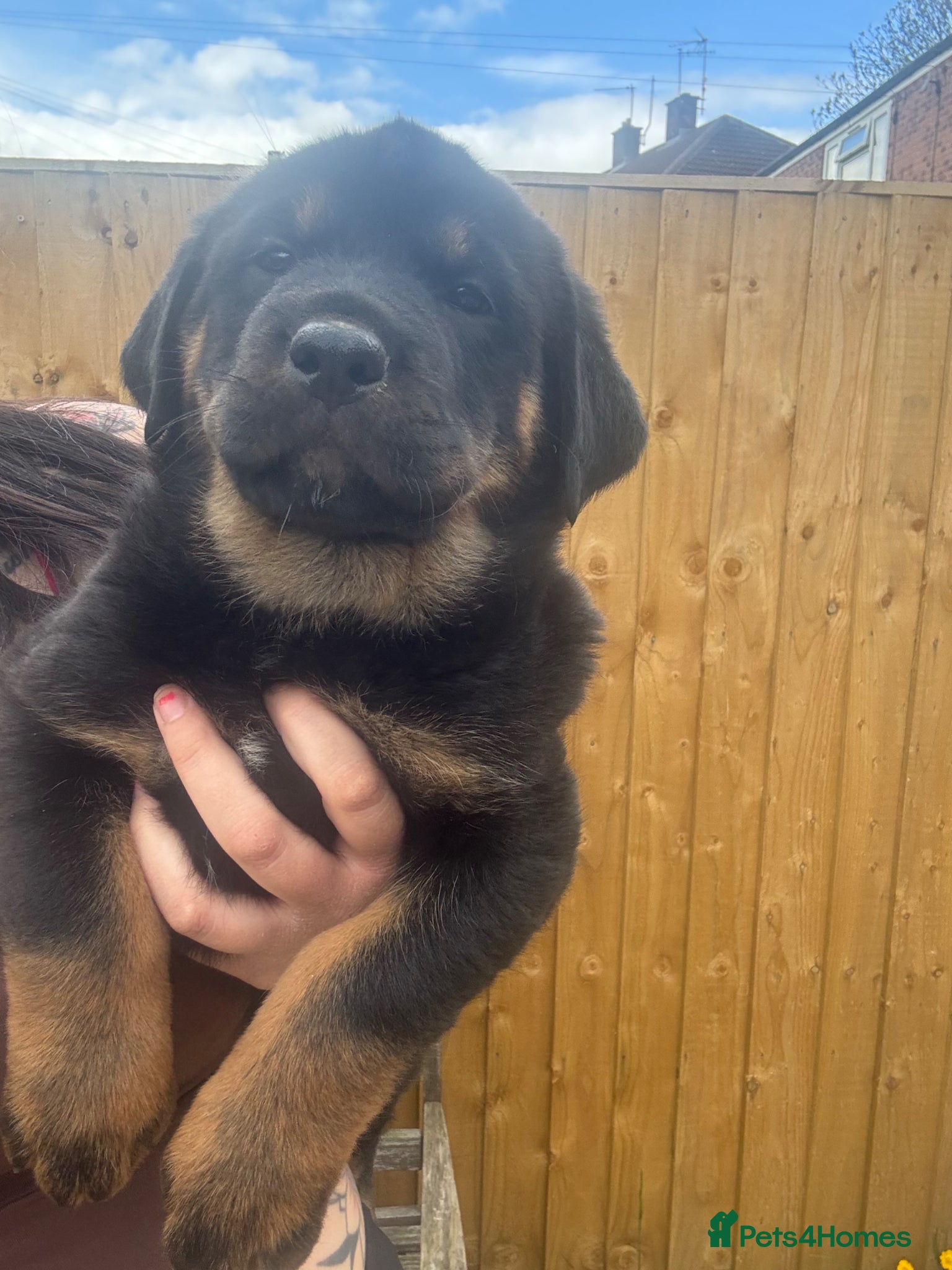 Rottweiler dogs LAST GIRL💕Rottie/GSD puppy!💕 - Advert 5