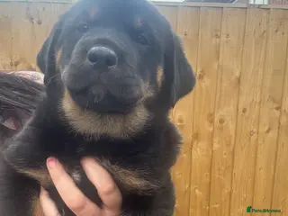 Rottweiler dogs LAST GIRL💕Rottie/GSD puppy!💕 - Advert 5