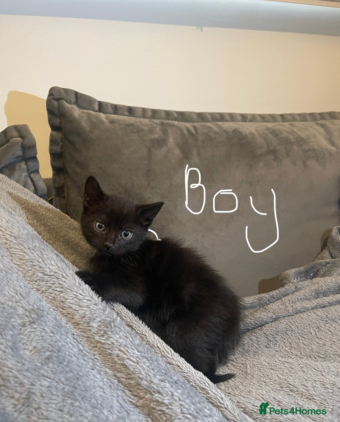 Mixed Breed cats for sale: 5 very fluffy stunning black kittens  - Image 2