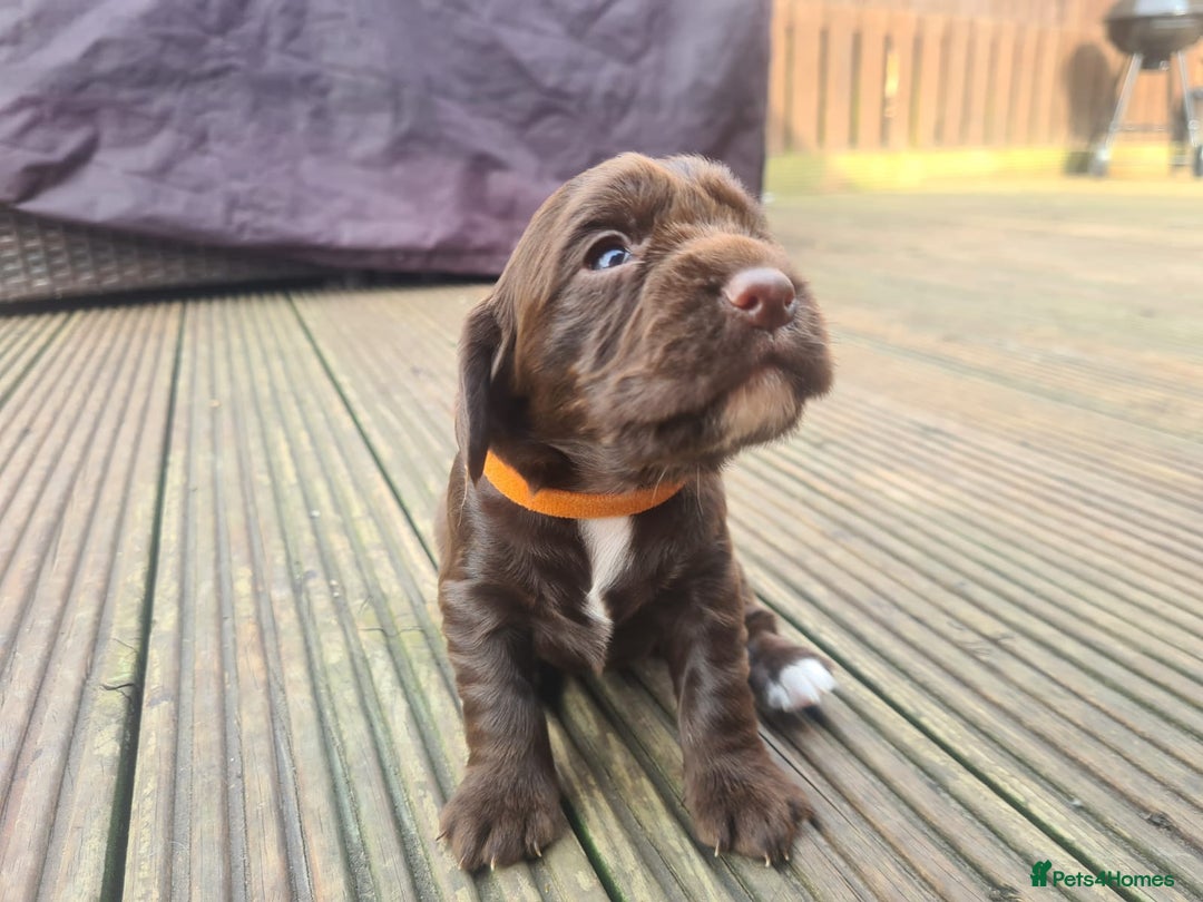Cocker Spaniel dogs for sale: WAITING LIST - KC DNA CLEAR PUPS DUE 12/12/25 - Advert 11