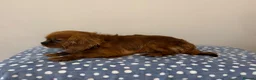 Cavalier King Charles Spaniel dogs for sale: Cavalier King Charles Ruby Puppys - Advert 17