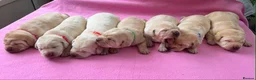 Labrador Retriever dogs for sale: Beautiful cream KC Registered litter  in Westcliff-on-Sea - Advert 10