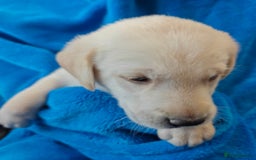 Labrador Retriever dogs for sale: Stunning KC registered fully health tested puppies - Image 9