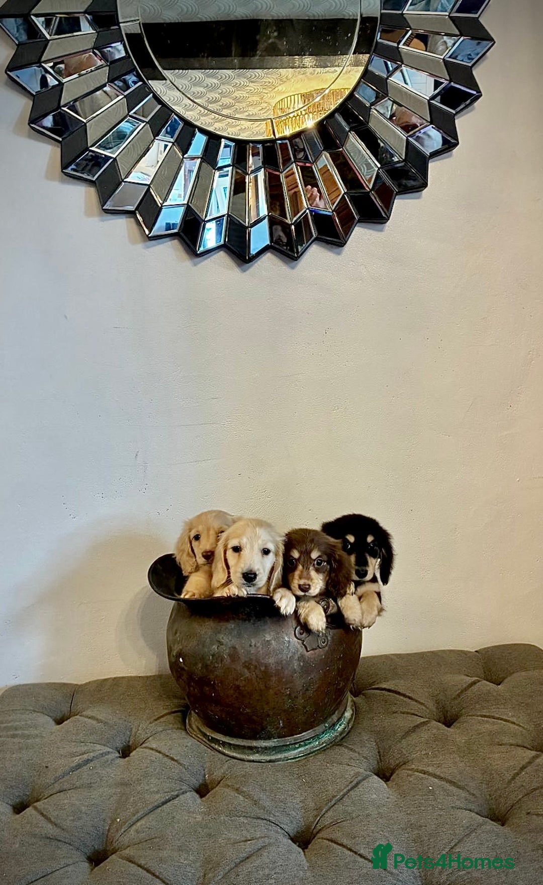 Miniature Dachshund dogs for sale: cream colour's KC miniture dachshund - Image 24
