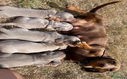 Miniature Dachshund dogs for sale: Miniature dachshund - Image 6