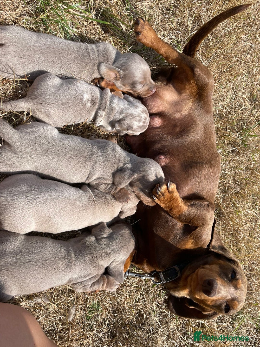 Miniature Dachshund dogs for sale: Miniature dachshund - Image 6