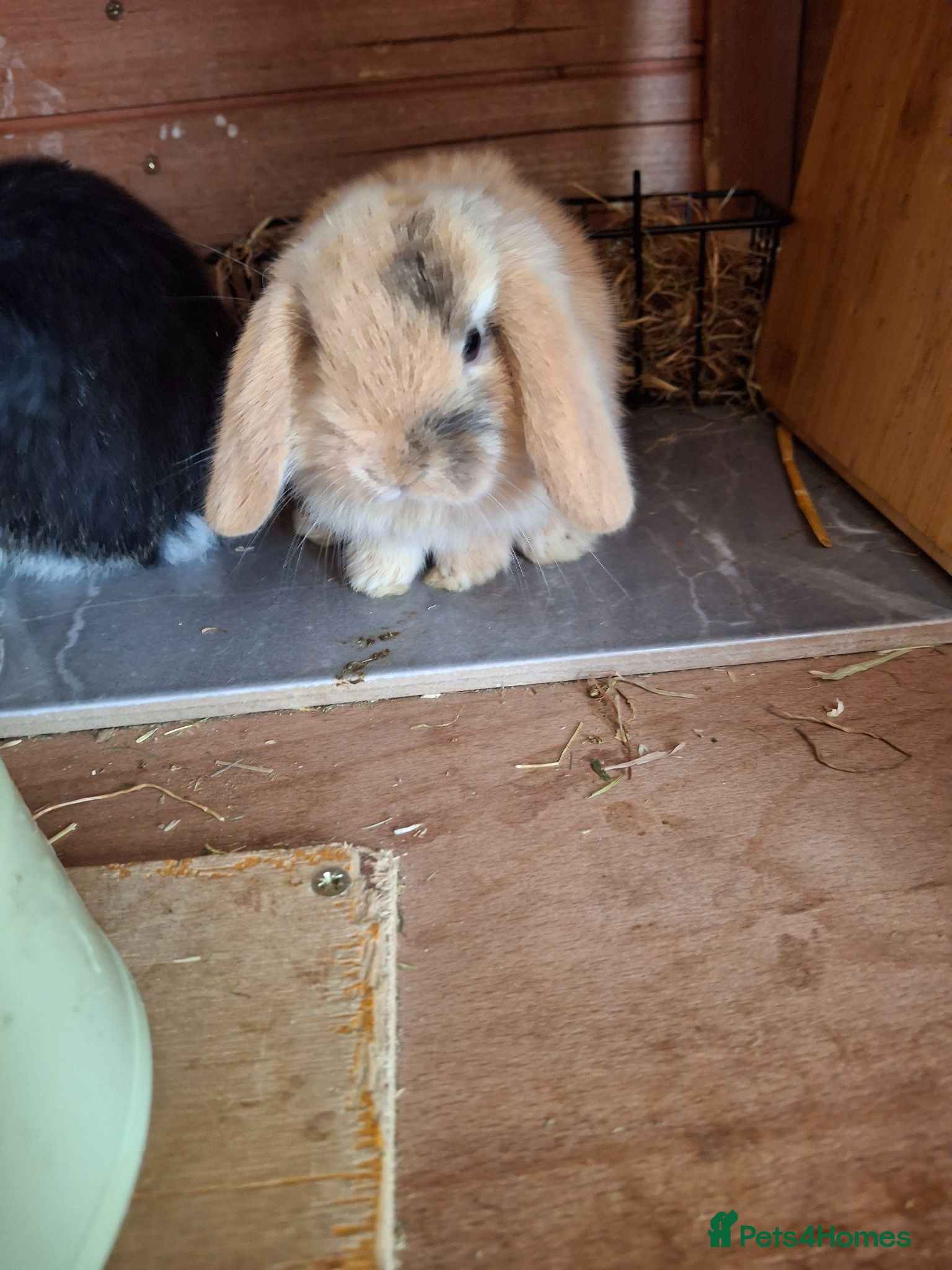 Mini Lop rabbits Mini lop - Advert 1