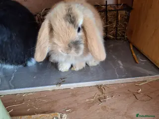 Mini Lop rabbits Mini lop - Advert 1