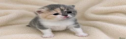 British Shorthair cats for sale: GCCF exceptional quality British Shorthair kittens - Advert 4