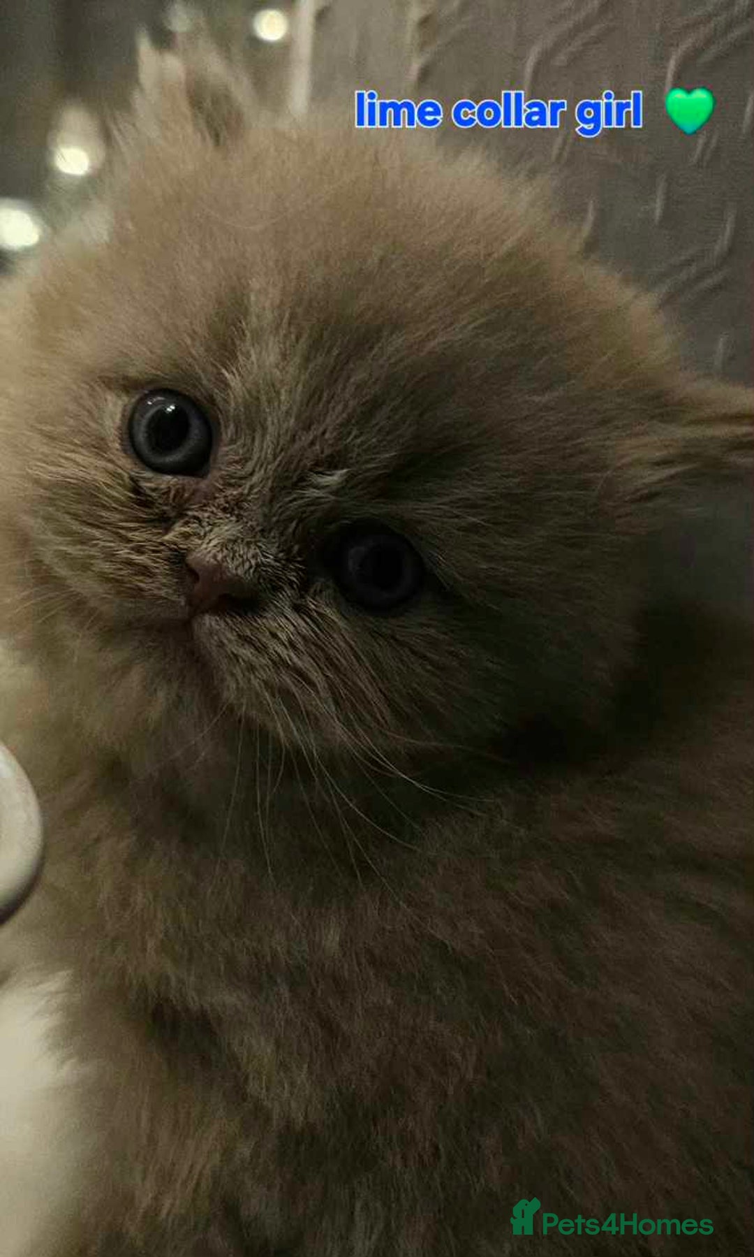 British Shorthair cats for sale: Beautiful  British  shorthair  kittens - Advert 10