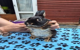 Netherland Dwarf rabbits for sale: 2 male bucks ready for forever homes - Image 14