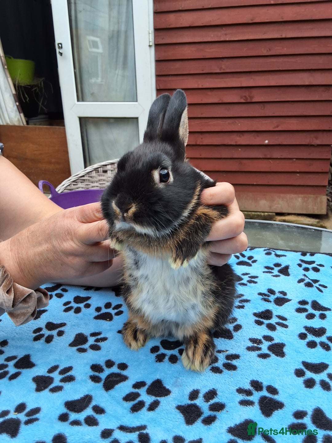 Netherland Dwarf rabbits for sale: 2 male bucks ready for forever homes - Image 14