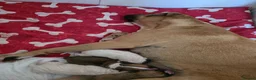 American Bulldog dogs for sale: American bull.dog puppies  in Wigan - Advert 39