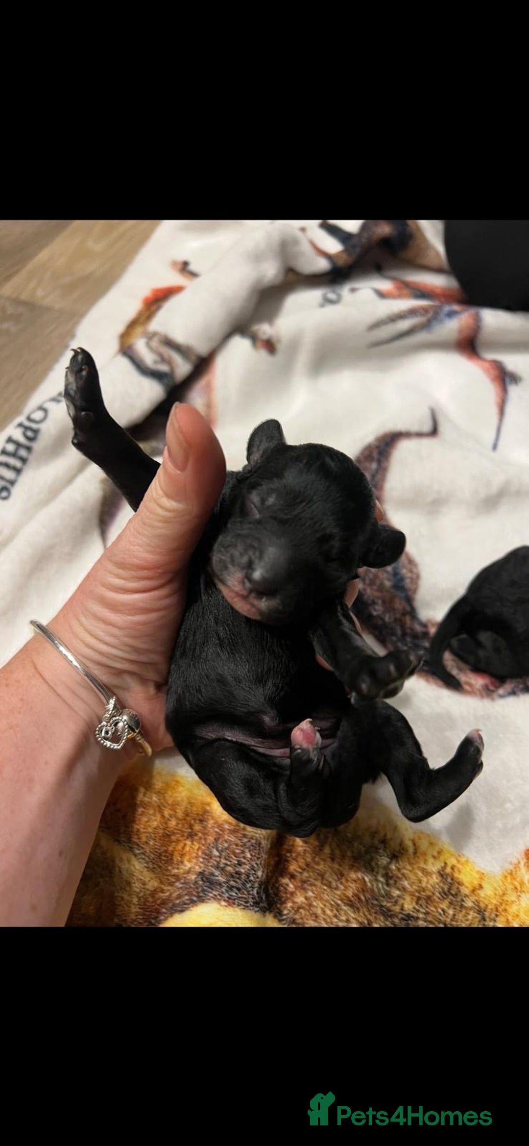 Cockapoo dogs for sale: Cockapoo puppies - Advert 8