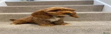 Cockapoo 3