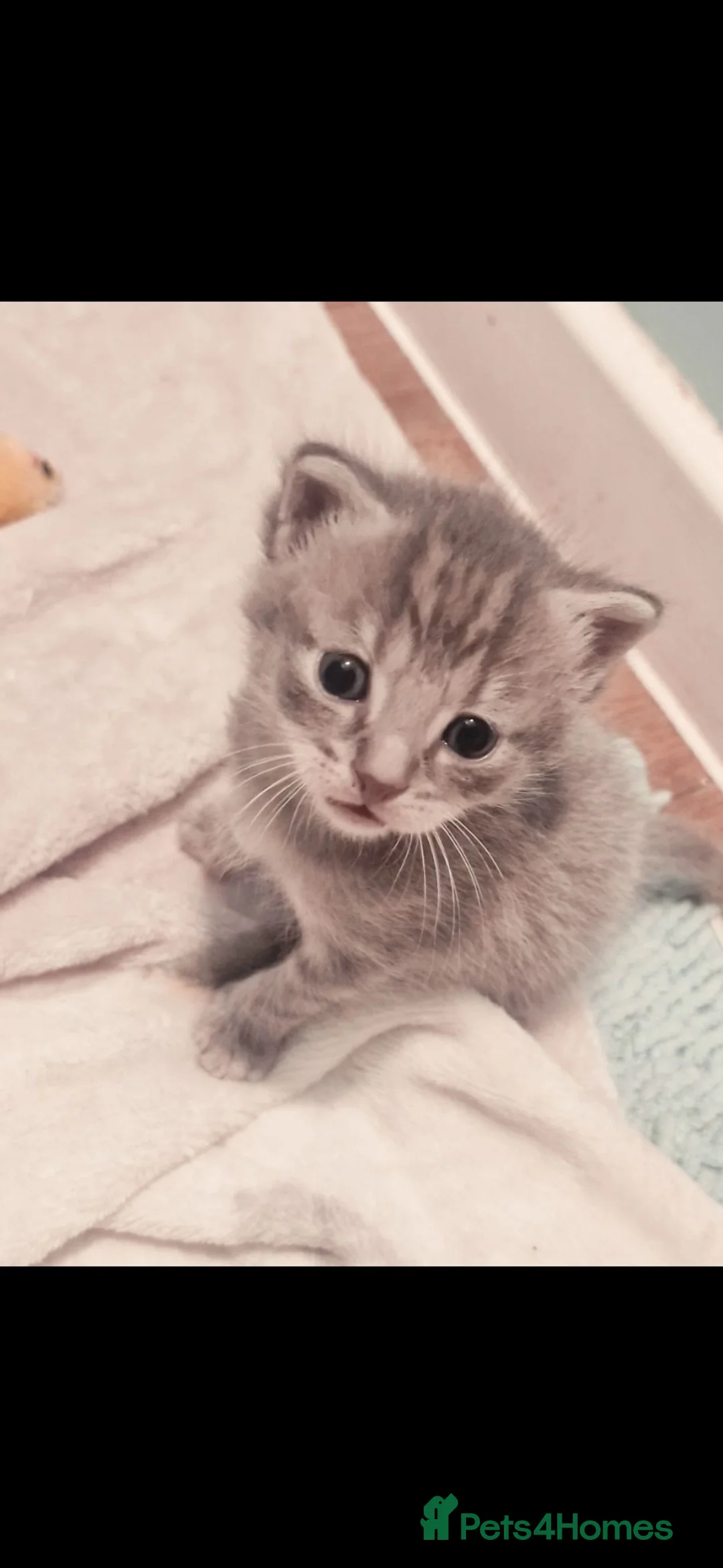 British Shorthair cats for sale: 1 beautiful grey kitten ready now  - Advert 18