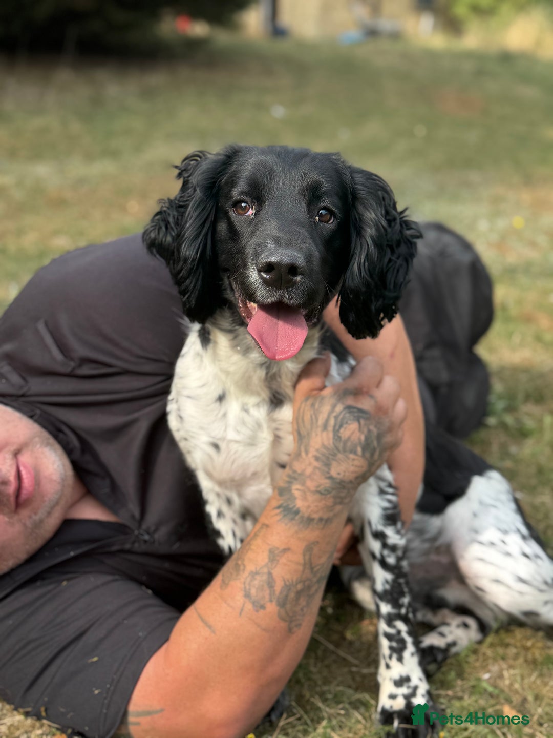 English Springer Spaniel dogs for sale: Lovely ESS (AD ON HOLD) - Image 2