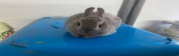Netherland Dwarf rabbits for sale: Beautiful Netherland Dwarf babies  - Advert 3