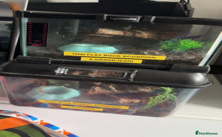 Scorpions invertebrates Adult Thai flat rock and blue forest scorpion - Advert 1