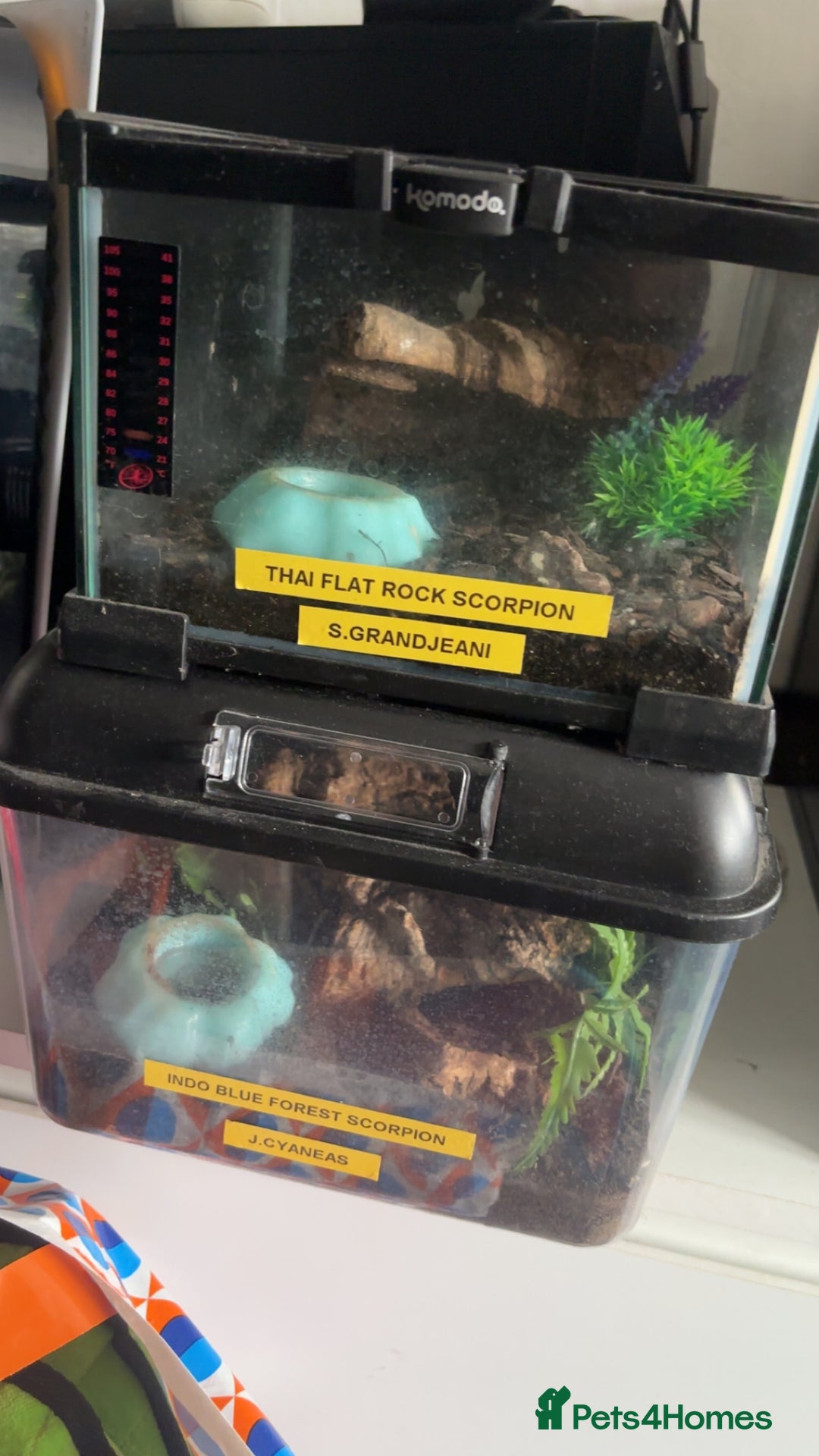 Scorpions invertebrates for sale: Adult Thai flat rock and blue forest scorpion - Advert 1