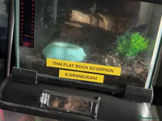 Scorpions invertebrates Adult Thai flat rock and blue forest scorpion - Advert 3