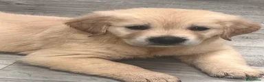 Golden Retriever Puppy 1
