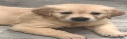 Golden Retriever dogs for sale: price now £1800 each  - Advert 21