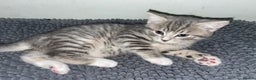 Domestic Shorthair cats for sale: Silver tabby  - Advert 12