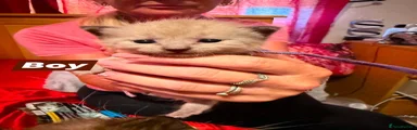Ragdoll 1