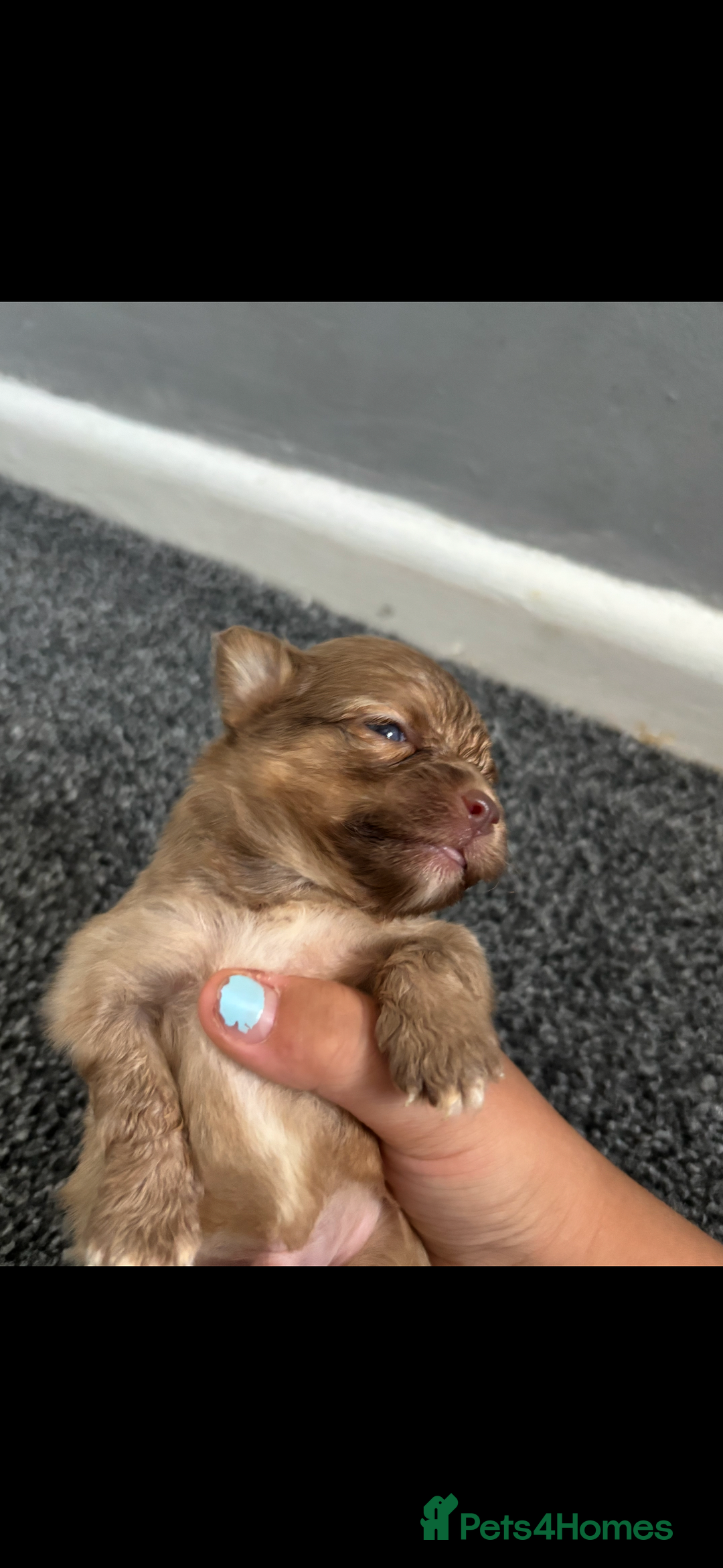 Pomchi dogs for sale: Pomchi puppie for sale - Image 11