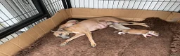 Italian Greyhound dogs for sale: Gorgeous Kc reg Italian greyhound  - Advert 16