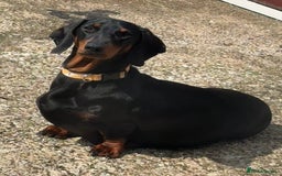 Dachshund dogs for sale: champion bred dachshunds  - Image 3
