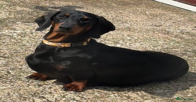 Dachshund dogs - Advert 9