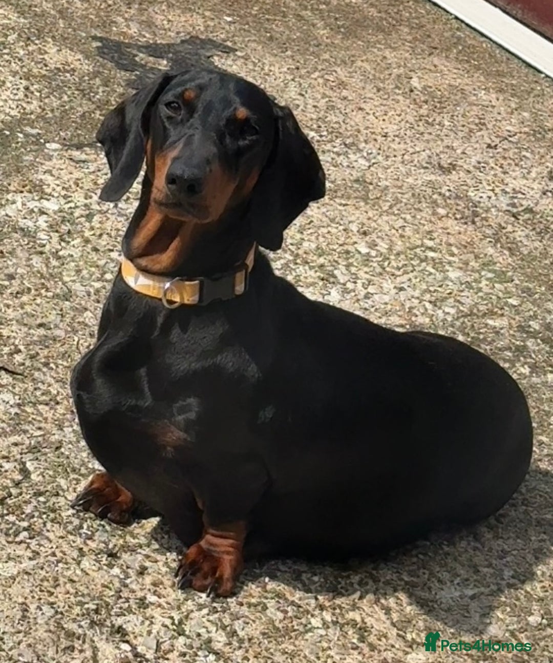 Dachshund dogs for sale: champion bred dachshunds  - Image 3