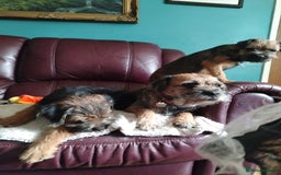 Border Terrier dogs for sale: Border Terrier girls available  - Image 12