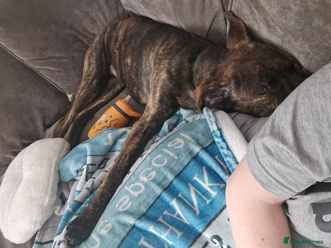 Mixed Breed dogs for sale: Hunt away/Presa Canario - Image 3