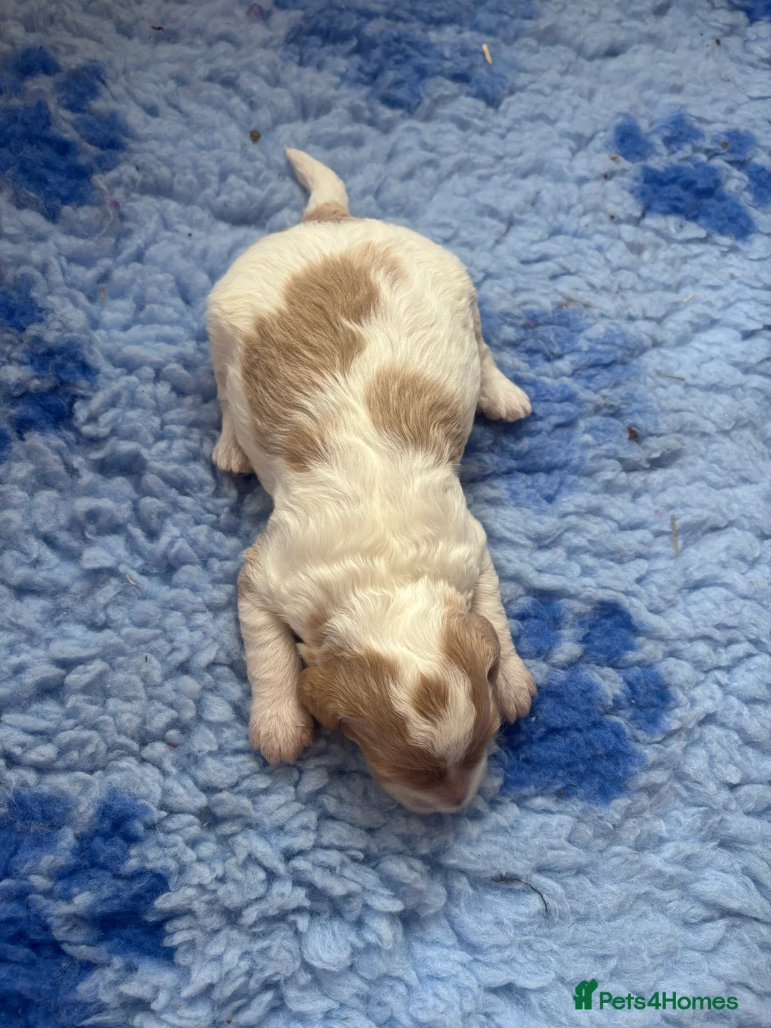 Cockapoo dogs for sale: 🐣Toy Cockapoo Puppies 🌸 - Advert 16