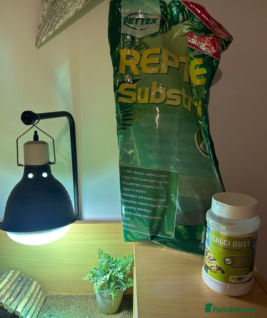 Tortoise reptiles for sale: Hermann Tortoise with enclosure & accessories  - Advert 8