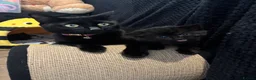 Mixed Breed cats for sale: 4 beautiful all black kittens  in Norwich - Advert 1