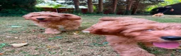 Cavapoo dogs for sale: Cavapoo puppies for sale f1 - Advert 5
