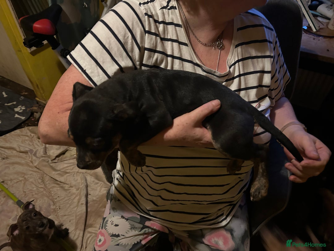 Mixed Breed dogs for sale: Last two beautiful Puppies for Rehoming  - Advert 9