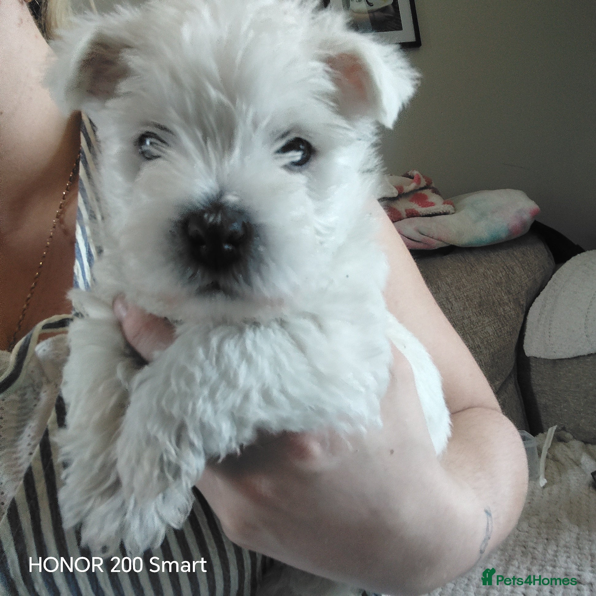 West Highland Terrier dogs 1 FEMALE LEFT Beautiful west highland terriers  - Advert 1