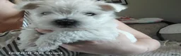 West Highland Terrier dogs for sale: NOW RESERVED Beautiful west highland terriers  - Advert 1