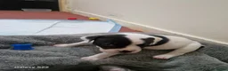 Staffordshire Bull Terrier dogs for sale: Staffordshire bull terriers - Advert 4