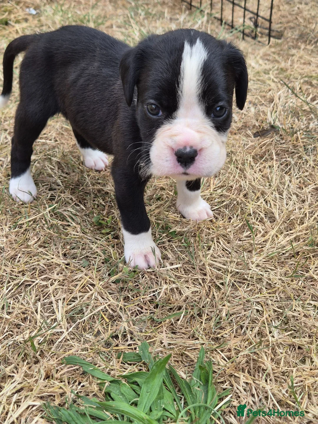 Boxer dogs for sale: Boxer pups, flashy brindle, red, white - Advert 37