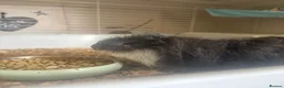 Guinea Pig rodents for sale: 2 male guinea pigs, 10 months old in Dursley - Advert 7