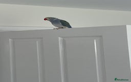 Ringnecks birds for sale: INDIAN RINGNECK MALE  - Image 4