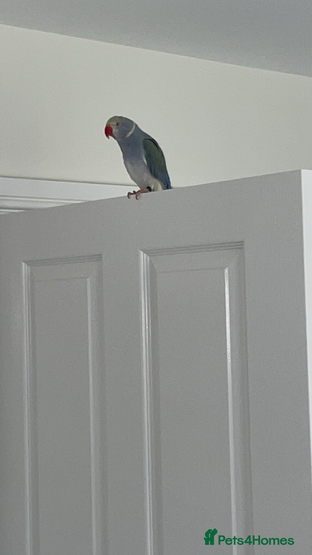 Ringnecks birds for sale: INDIAN RINGNECK MALE  - Image 4