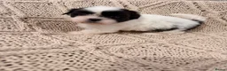 Shih Tzu dogs for sale: Beautiful Home reared Shih Tzu Puppies - Advert 27